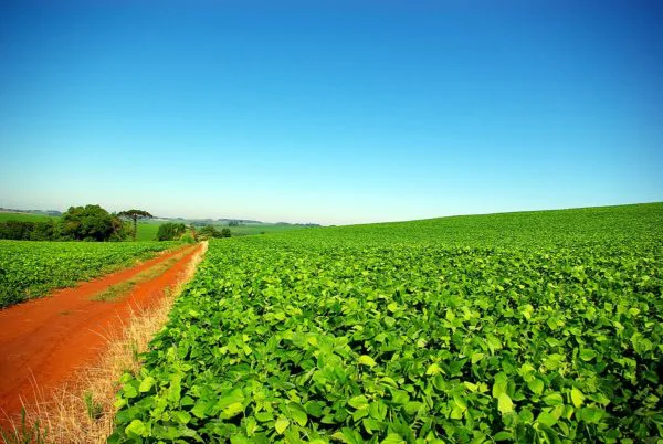 Curso Cultivo de Soja