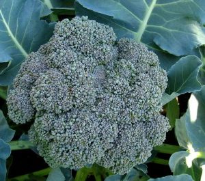 Curso Cultivo de Brócolis