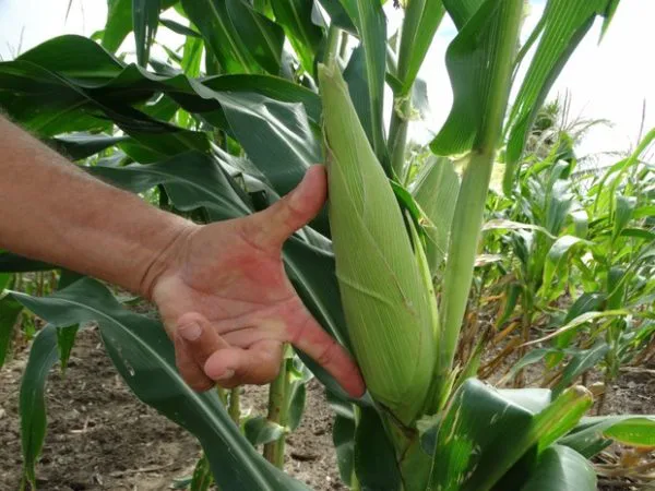 Curso Cultivo de Milho-Verde