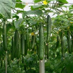 Curso Cultivo de Pepino