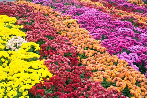 Curso Cultivo de Crisântemo