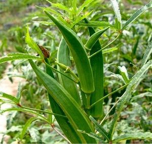 Curso Cultivo de Quiabo