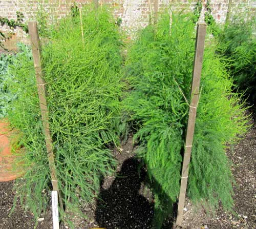 Curso Cultivo de Aspargo