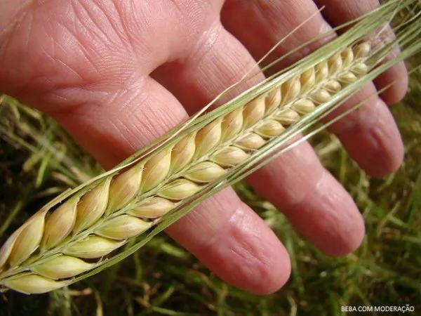 Curso Cultivo de Cevada