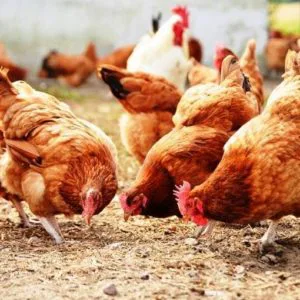 Curso Criação de Galinhas Caipiras para produção de ovos
