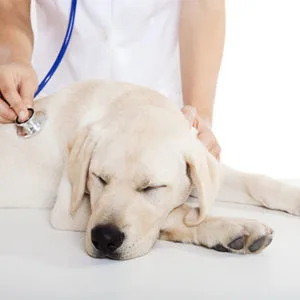 Curso Urgência e Emergência Veterinária