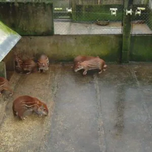 Curso Criação de Pacas