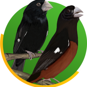 Curso Criação de Curiós e Bicudos
