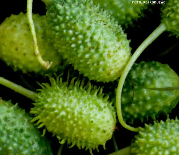 Curso Cultivo de Maxixe