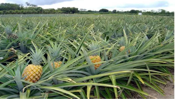 Curso Cultivo de Abacaxi