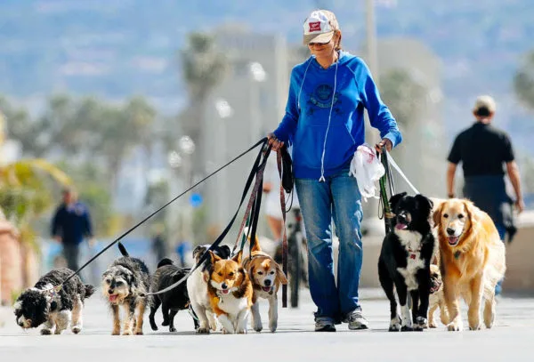 Curso de Dog Walker Profissional