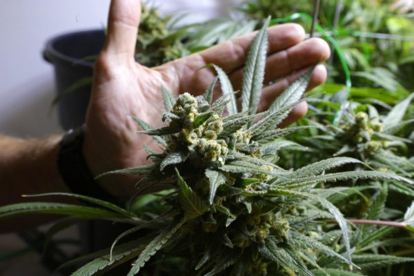 Curso cultivo de Cannabis